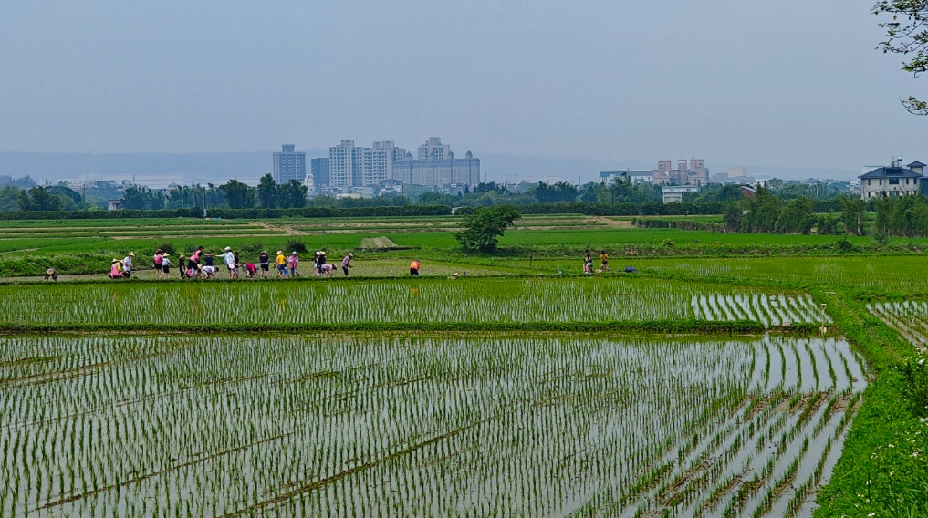 20240413 MJ Gasket Charity Event Love Rice Field 2